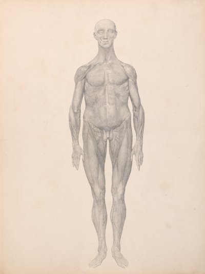 Esposizione anatomica comparata della struttura del corpo umano con quella di una tigre e di un uccello comune: Figura umana, vista anteriore, pelle e strati fasciali sottostanti rimossi (Studio finito per la Tavola XI) da George Stubbs