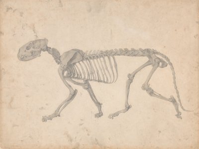 Esposizione anatomica comparata della struttura del corpo umano con quella di una tigre e di un uccello comune: Scheletro di tigre, vista laterale (studio finito per la tavola IV) da George Stubbs