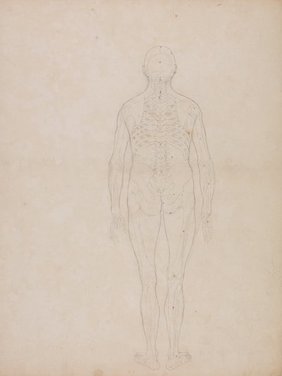 Esposizione anatomica comparata della struttura del corpo umano con quella di una tigre e di un uccello comune: Figura umana, vista posteriore da George Stubbs