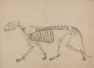 Esposizione anatomica comparata della struttura del corpo umano con quella di una tigre e di un uccello comune: Scheletro di tigre, vista laterale (Studio per la figura chiave della Tabella IV) da George Stubbs