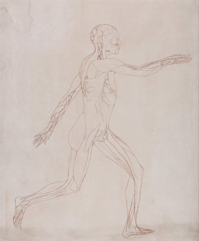 Esposizione anatomica comparata della struttura del corpo umano con quella di una tigre e di un uccello comune: Figura umana, vista laterale (Preparato per il trasferimento sulla lastra della figura chiave della Tavola XIII) da George Stubbs
