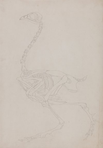 Esposizione anatomica comparata della struttura del corpo umano con quella di una tigre e di un volatile comune:  Scheletro di pollo, vista laterale da George Stubbs