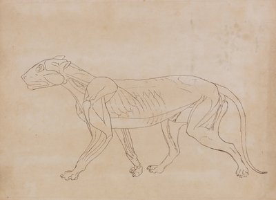 Esposizione anatomica comparata della struttura del corpo umano con quella di una tigre e di un uccello comune:  Corpo della tigre, vista laterale (disegno schematico di una figura chiave) da George Stubbs