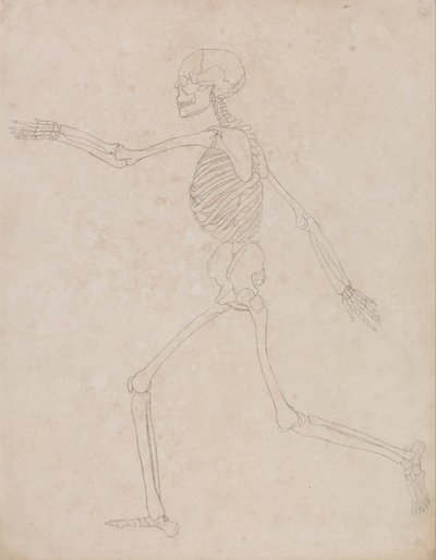 Esposizione anatomica comparata della struttura del corpo umano con quella di una tigre e di un uccello comune: Scheletro umano, vista laterale (potrebbe essere stato inizialmente preparato per essere utilizzato come figura chiave della Tavola III, ma succ da George Stubbs