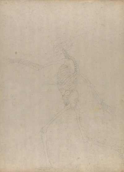 Esposizione anatomica comparata della struttura del corpo umano con quella di una tigre e di un uccello comune: Scheletro umano, vista laterale (Studio per una figura chiave di una tavola inedita che mostra i visceri addominali) da George Stubbs
