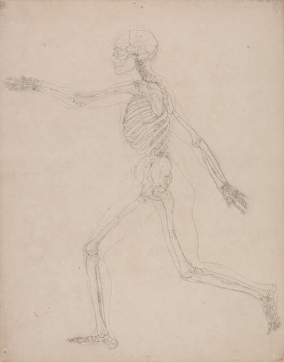 Esposizione anatomica comparata della struttura del corpo umano con quella di una tigre e di un uccello comune: Scheletro umano, vista laterale da George Stubbs