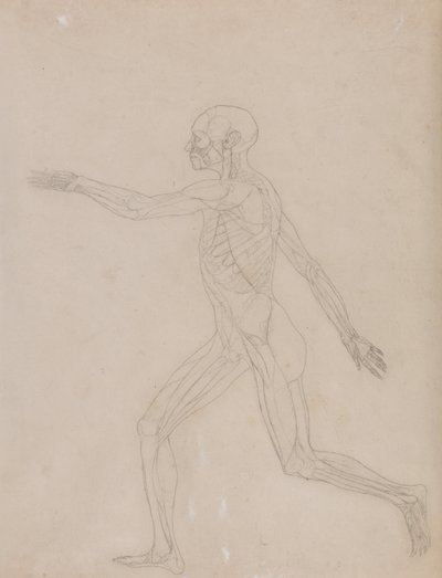 Esposizione anatomica comparata della struttura del corpo umano con quella di una tigre e di un uccello comune: Figura umana, vista laterale da George Stubbs