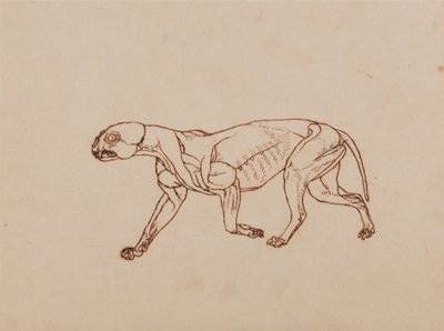 Esposizione anatomica comparata della struttura del corpo umano con quella di una tigre e di un uccello comune:  Corpo di leopardo, vista laterale da George Stubbs