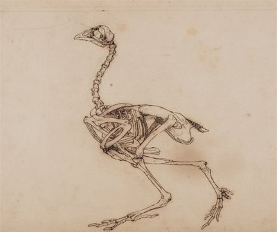Esposizione anatomica comparata della struttura del corpo umano con quella di una tigre e di un volatile comune:  Scheletro di gallina di Dorking, vista laterale (probabilmente preparato per una figura chiave non pubblicata) da George Stubbs