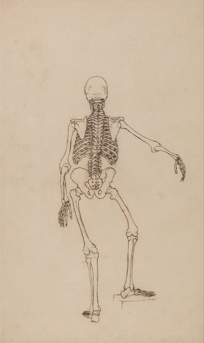 Esposizione anatomica comparata della struttura del corpo umano con quella di una tigre e di un uccello comune: Scheletro umano, vista posteriore da George Stubbs
