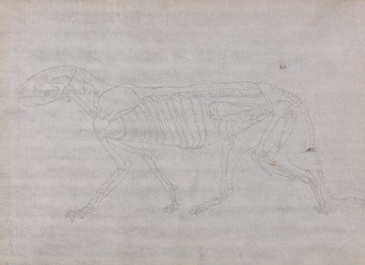 Esposizione anatomica comparata della struttura del corpo umano con quella di una tigre e di un uccello comune: Corpo della tigre, vista laterale da George Stubbs