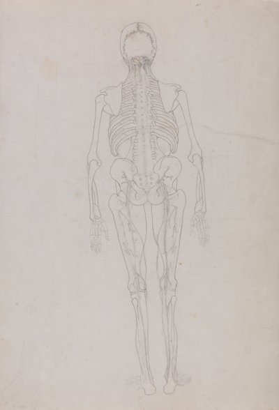 Esposizione anatomica comparata della struttura del corpo umano con quella di una tigre e di un uccello comune: Figura umana, vista posteriore (Schema di una figura chiave che mostra la fase finale della dissezione) da George Stubbs