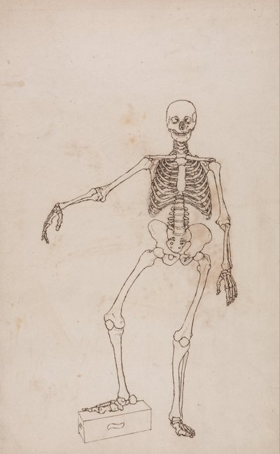Esposizione anatomica comparata della struttura del corpo umano con quella di una tigre e di un uccello comune: Scheletro umano, vista anteriore da George Stubbs