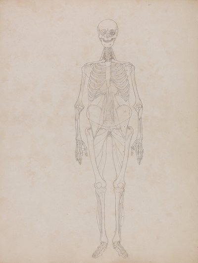 Esposizione anatomica comparata della struttura del corpo umano con quella di una tigre e di un uccello comune:  Figura umana, vista anteriore (figura di contorno) da George Stubbs