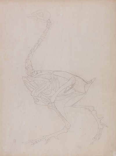 Esposizione anatomica comparata della struttura del corpo umano con quella di una tigre e di un volatile comune:  Corpo di un pollo, vista laterale da George Stubbs
