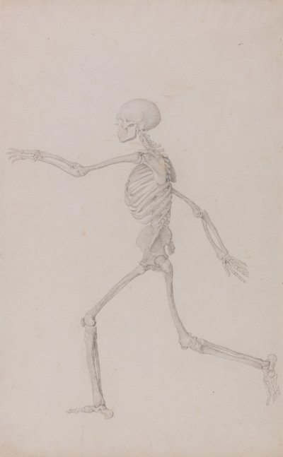 Esposizione anatomica comparata della struttura del corpo umano con quella di una tigre e di un uccello comune: Scheletro umano, vista laterale da sinistra, in corsa (Studio finito per la Tavola III) da George Stubbs