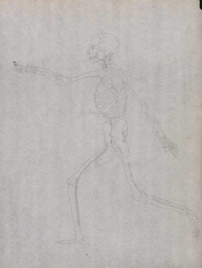 Esposizione anatomica comparata della struttura del corpo umano con quella di una tigre e di un uccello comune: Figura umana, vista laterale da George Stubbs