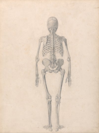 Esposizione anatomica comparata della struttura del corpo umano con quella di una tigre e di un uccello comune: Scheletro umano, vista posteriore (Studio finito per la Tavola II) da George Stubbs