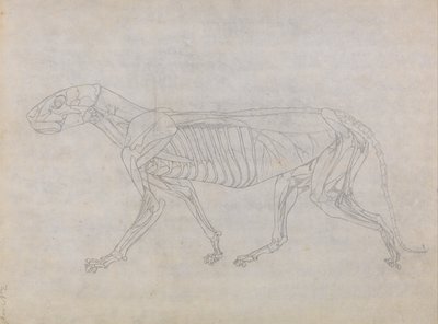 Esposizione anatomica comparata della struttura del corpo umano con quella di una tigre e di un uccello comune: Corpo della tigre, vista laterale da George Stubbs