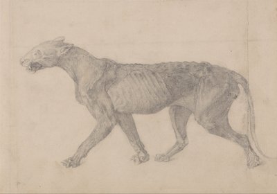 Esposizione anatomica comparata della struttura del corpo umano con quella di una tigre e di un uccello comune: Corpo di tigre, vista laterale (primo di nove disegni di un altro esemplare di tigre) da George Stubbs