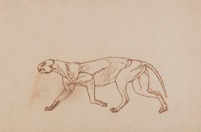 Esposizione anatomica comparata della struttura del corpo umano con quella di una tigre e di un uccello comune:  Corpo di leopardo, vista laterale (fase successiva della dissezione, tessuto connettivo superficiale e orecchie rimosse) da George Stubbs