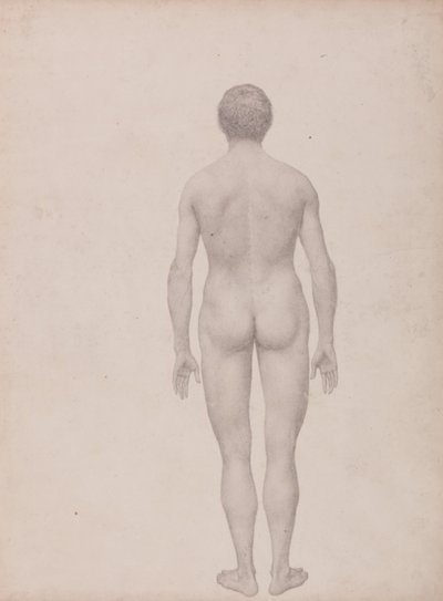 Esposizione anatomica comparata della struttura del corpo umano con quella di una tigre e di un uccello comune: Figura umana, vista posteriore, non sezionata (Studio finito per la Tavola VII) da George Stubbs