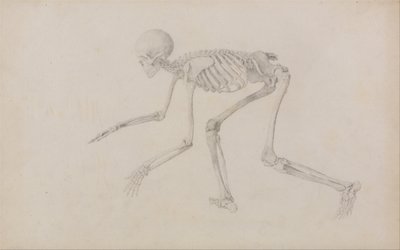 Esposizione anatomica comparata della struttura del corpo umano con quella di una tigre e di un uccello comune: Scheletro umano, vista laterale (in posizione gattonante; studio finito per una tavola inedita) da George Stubbs