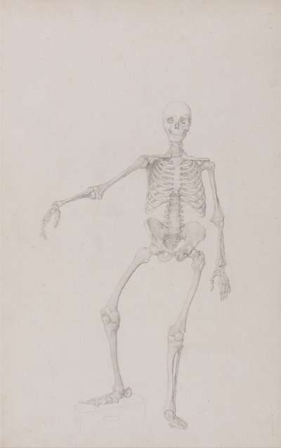 Esposizione anatomica comparata della struttura del corpo umano con quella di una tigre e di un uccello comune: Scheletro umano, vista anteriore (braccio destro teso; studio finito per una tavola non pubblicata) da George Stubbs