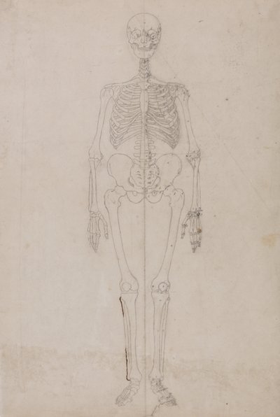 Esposizione anatomica comparata della struttura del corpo umano con quella di una tigre e di un uccello comune:  Scheletro umano, vista anteriore (studio finale) da George Stubbs