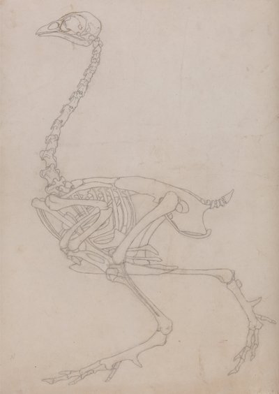 Esposizione anatomica comparata della struttura del corpo umano con quella di una tigre e di un volatile comune:  Scheletro di volatile, vista laterale (Disegno schematico dello scheletro preparato per la figura chiave della Tavola V) da George Stubbs