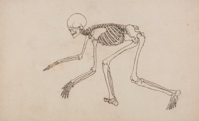 Esposizione anatomica comparata della struttura del corpo umano con quella di una tigre e di un uccello comune: Scheletro umano, vista laterale da George Stubbs