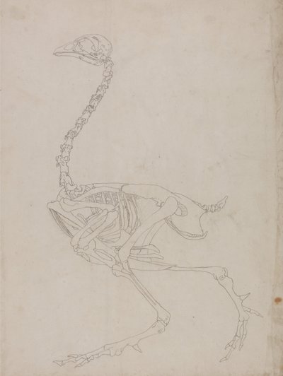 Esposizione anatomica comparata della struttura del corpo umano con quella della tigre e dell