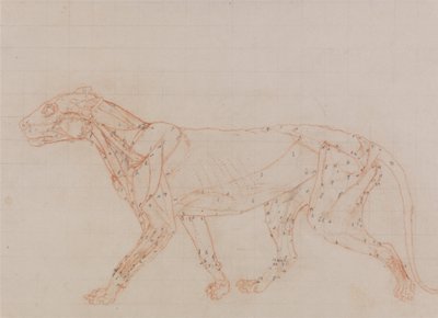 Esposizione anatomica comparata della struttura del corpo umano con quella di una tigre e di un uccello comune:  Corpo di tigre, vista laterale (Studio dei muscoli esposti al terzo stadio della dissezione) da George Stubbs