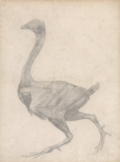 Esposizione anatomica comparata della struttura del corpo umano con quella di una tigre e di un volatile comune: Pollo, vista laterale, con pelle e strati fasciali sottostanti rimossi (Studio finito per la Tavola XV) da George Stubbs