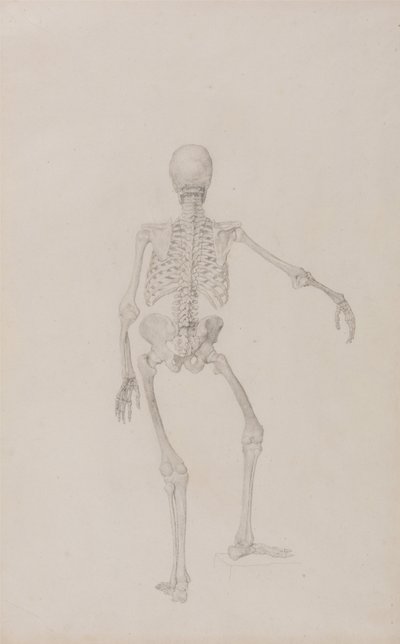 Esposizione anatomica comparata della struttura del corpo umano con quella di una tigre e di un uccello comune: Scheletro umano, vista posteriore (braccio destro teso; studio finito per una tavola inedita) da George Stubbs