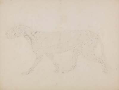 Esposizione anatomica comparata della struttura del corpo umano con quella di una tigre e di un uccello comune: Corpo di tigre, vista laterale (Studio degli strati superiori dei muscoli e del loro apporto di sangue preparato per la figura chiave della Tavo da George Stubbs