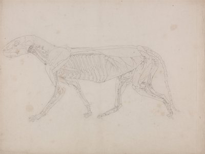 Esposizione anatomica comparata della struttura del corpo umano con quella di una tigre e di un uccello comune: Corpo della tigre, vista laterale da George Stubbs
