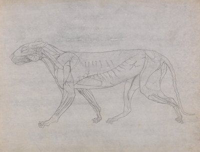 Esposizione anatomica comparata della struttura del corpo umano con quella di una tigre e di un uccello comune: Corpo della tigre, vista laterale da George Stubbs