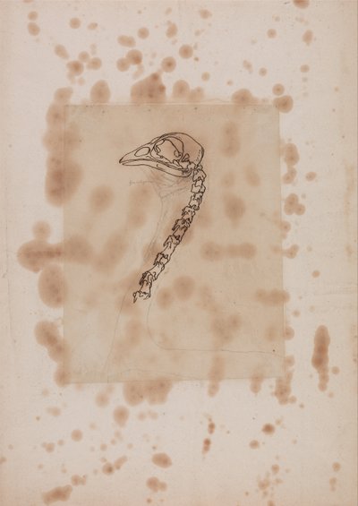 Esposizione anatomica comparata della struttura del corpo umano con quella di una tigre e di un volatile comune:  Testa e collo di un pollo, vista laterale da George Stubbs
