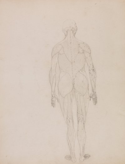 Esposizione anatomica comparata della struttura del corpo umano con quella di una tigre e di un uccello comune: Figura umana, vista posteriore (Schema per la figura chiave della Tavola XII) da George Stubbs