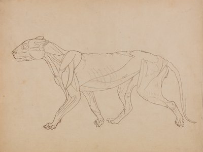 Esposizione anatomica comparata della struttura del corpo umano con quella di una tigre e di un uccello comune:  Corpo di tigre, vista laterale (probabilmente realizzato come base per una figura chiave) da George Stubbs