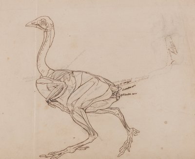Esposizione anatomica comparata della struttura del corpo umano con quella di una tigre e di un volatile comune:  Corpo della gallina Dorking, vista laterale (disegno schematico dei muscoli) da George Stubbs