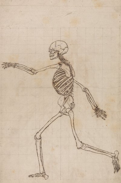 Esposizione anatomica comparata della struttura del corpo umano con quella di una tigre e di un uccello comune: Scheletro umano, vista laterale da George Stubbs