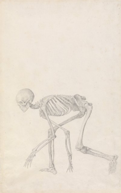 Esposizione anatomica comparata della struttura del corpo umano con quella di una tigre e di un uccello comune: Scheletro umano, vista laterale (in posizione accovacciata; studio finito per una tavola inedita) da George Stubbs