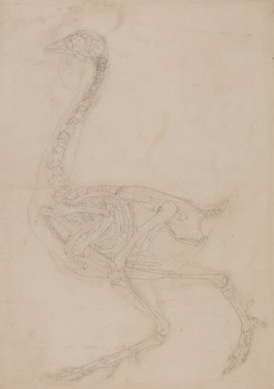 Esposizione anatomica comparata della struttura del corpo umano con quella di una tigre e di un volatile comune:  Scheletro di pollo, vista laterale da George Stubbs