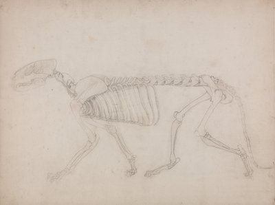 Esposizione anatomica comparata della struttura del corpo umano con quella di una tigre e di un uccello comune: Scheletro di tigre, vista laterale da George Stubbs