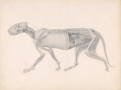 Esposizione anatomica comparativa della struttura del corpo umano con quella di una tigre e di un comune volatile: Corpo di tigre, vista laterale, 1795-1806 da George Stubbs