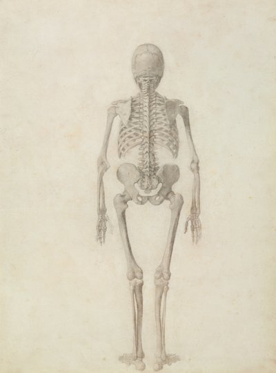 Una esposizione anatomica comparativa della struttura del corpo umano con quella di una tigre e di un pollo comune: scheletro umano, vista posteriore da George Stubbs