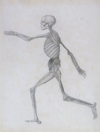 Esposizione Anatomica Comparativa della Struttura del Corpo Umano con quella di una Tigre e di un Pollo Comune: Figura Umana, Vista Laterale, 1795-1806 da George Stubbs