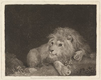 Un leone (un leone sdraiato) da George Stubbs